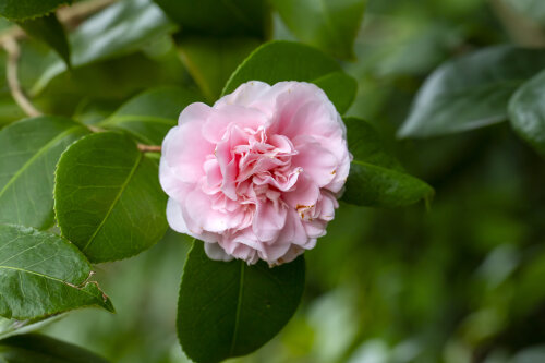 Camellia High Fragrance